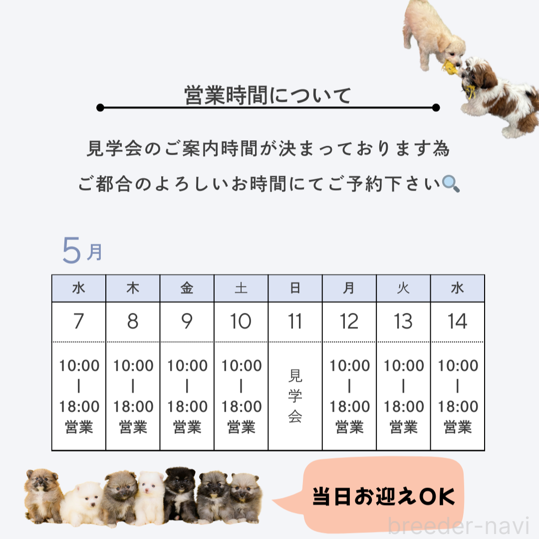 販売中の茨城県のトイプードル-368495の5枚目